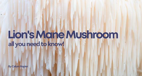 Lion's Mane Mushroom - All You Need To Know!