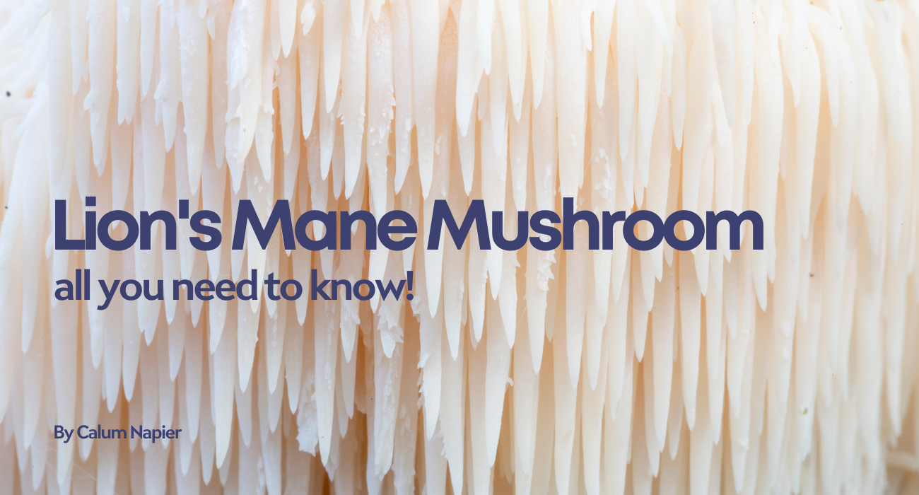 Lions Mane mushroom complete guide benefits dosage cognitive enhancement