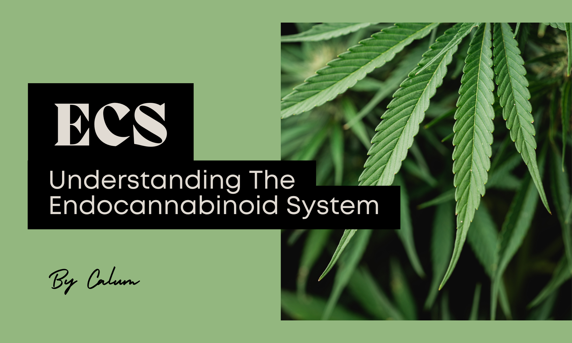 Endocannabinoid system ECS CBD receptors homeostasis diagram