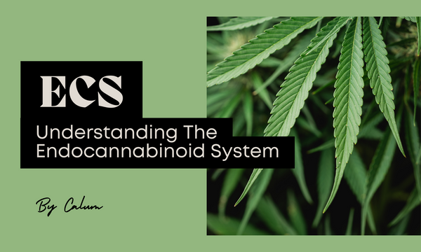 Endocannabinoid system ECS CBD receptors homeostasis diagram